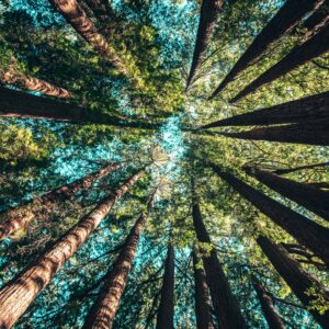 Le silence de la nature est le meilleur miroir pour écouter les murmures de notre inconscient
