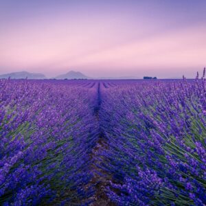 L&rsquo;huile essentielle, c’est l’âme de la plante rendue visible et respirable