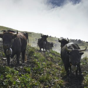 La balade épicurieuse d’Hérémence à Vex