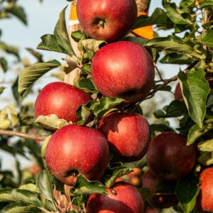 Tout âge porte ses fruits, il faut savoir les cueillir