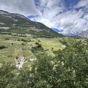 Dans le vin, il y a de la vérité