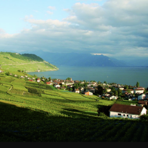 Les vignes en terrasses semblent dégringoler vers le lac comme une cascade immobilisée